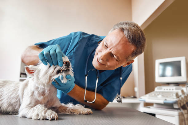 Best Emergency Dental Care for Broken or Chipped Teeth in Verona, KY